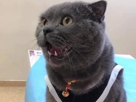 猫咪为什么对小孩容忍度更高?猫真的爱带娃?#猫咪的迷惑行为 #猫咪日常 #云吸猫