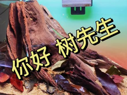 终于下定决心要养······ #草缸 #草缸造景