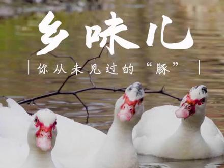 #抖出你的家乡味 #豚 秀出家乡美味,我先来!湖北阳新土豚汤~@抖音小助手