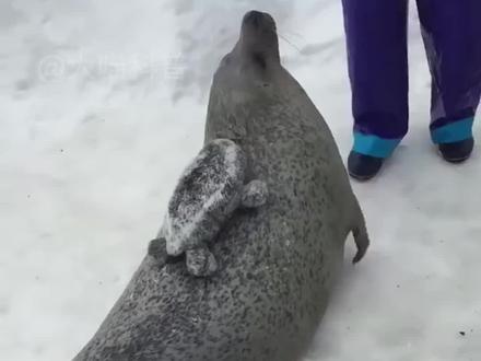 中年发福的海豹喜欢拍肚皮 #科普知识 #海豹 #神奇动物在抖音