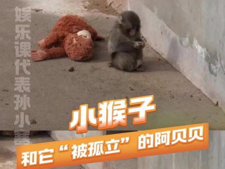 现在小猴子已经开始交新朋友了#panchi #猴子 #动物世界 #情感 #神奇的动物在抖音