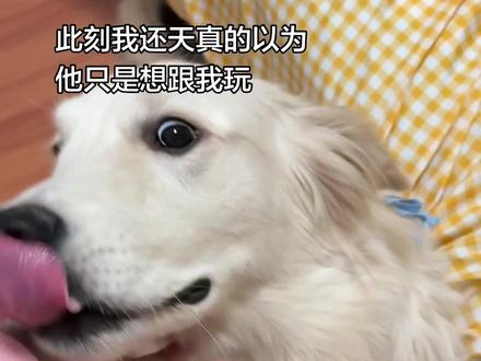 给狗子急的都快要说话了 #创作灵感 #铲屎官的乐趣 #金毛