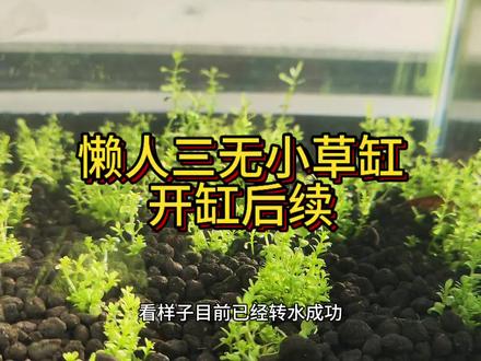 懒人三无小草缸(二) 时隔半个多月,无菌杯日本高珍珠转水成功,已经开始生长了#水族 #草缸造景 #养鱼日记 #观赏鱼 #水族造景