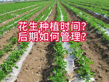 花生什么时间可以种植?后期如何管理?