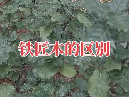 如何区分铁匠木,好多朋友不知道的秘密㊙️#你的家乡有这种植物吗 #现场实拍 #感受大自然的气息和美景 #用抖音记录农村真实生活