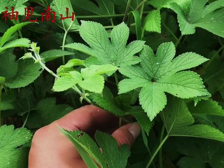 今天才知道,“拉拉秧”的用途好厉害,懂的人当宝一样,涨知识 #植物 #万物生长 #中草药