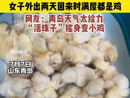 女子外出两天回来时满屋都是鸡,网友:青岛天气太给力,“活珠子”摇身变小鸡#鸡蛋 #养鸡 #小鸡