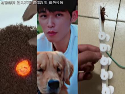 有害物种最严厉的两位父亲,撒旦看了都只能自愧不如 #陈陈陈