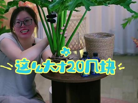 这个植物一养一个不吱声,太好养了 比龟背竹还好养的水培植物就是龙鳞春羽呀!不用阳光不用土给水就能养得很好!关键萌发新芽🌱也特别快!#客厅植物推荐 #龙鳞春羽 #水培植物 #室内植物 #客厅绿植