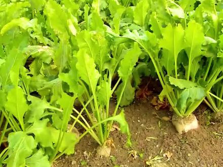 你知道 白糖是怎么制成的吗?#白糖生产过程