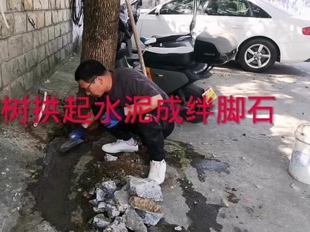 校门口树拱起水泥块成绊脚石清理 #分享生活传播正能量