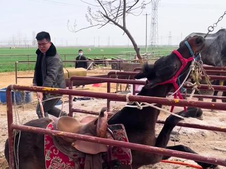烈马不服管教,惹来男人一顿爆揍,从架子上一跃而起! #马场日常 #马 #驯马