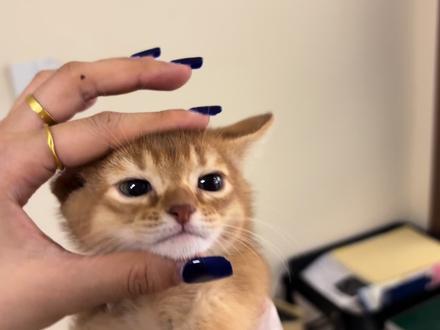 🐱 😺😾😺😾#猫咪 #猫咪表情包