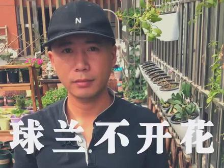 球兰养了3年不开花,原因很简单,土和光照不到位#dou出新知