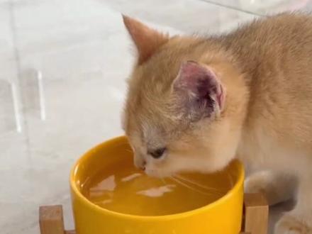 猫咪对家里水的理解#宠物知识 #宠物科普#养猫人