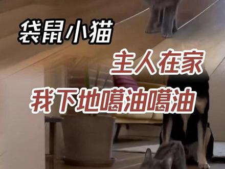 小猫:主人在家我也下地噶油噶油 #小猫 #袋鼠小猫 #萌宠 #喵星人