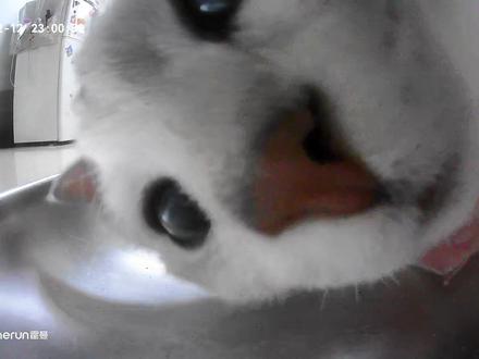 喂不是吧阿sir 有没有搞错啊?!#万恶之源 #猫