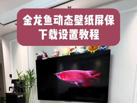 《小八来了》金龙鱼动态壁纸屏保设置教程,金龙鱼动态壁纸屏保下载教程,金龙鱼动态壁纸屏保在哪下载,金龙鱼动态壁纸屏保安装教程#金龙鱼动态壁纸屏保#金龙鱼屏保怎么设置#金龙鱼动态壁纸屏保下载教程