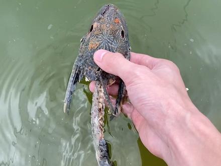 你知道清道夫为什么狗狗不爱吃吗?看完告诉我 #清道夫#美好加热节@DOU+小助手