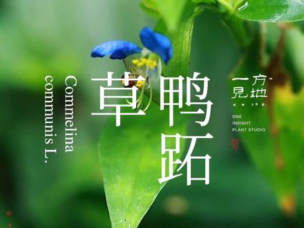 #一日一植物 鸭跖草,路边常见很多人不知道她这么精致。 @抖音小助手 #寒假充电计划