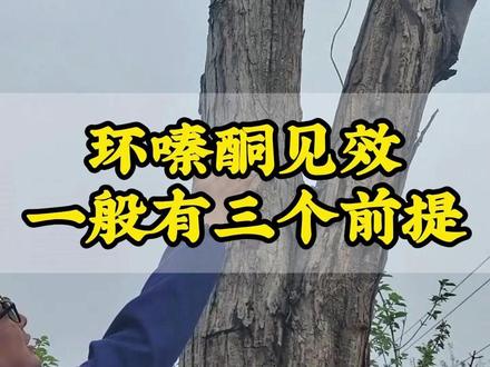 环嗪酮见效一般有三个前提!#环嗪酮 #环嗪酮杀大树 #环嗪酮除大树除竹子除杂草 #环嗪酮使用方法 #环嗪酮除大树竹子灌木杂草
