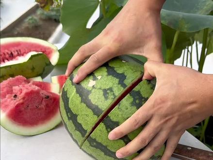 去年6月初在花池里发现了几棵自生西瓜苗,最后居然真的收获了大西瓜……#种西瓜 #种水果 #种植的乐趣 #瓜子二手车