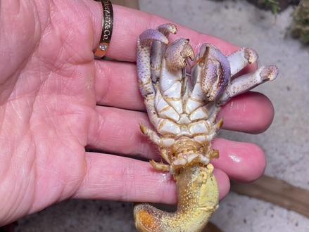 #陆生寄居蟹 #里拉寄居蟹 #淡紫寄居蟹
我不会是寄居蟹杀手吧🥲