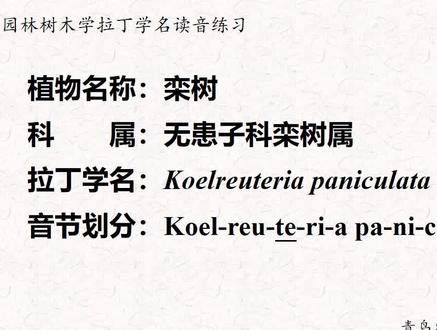 栾树#园林树木拉丁文读音