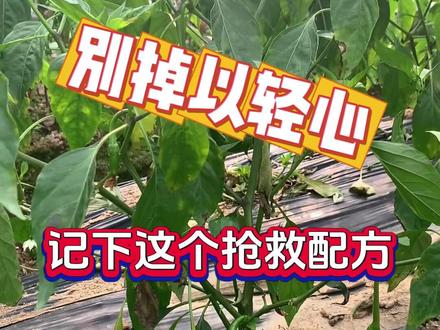 辣椒花叶、卷叶、皱缩别掉以轻心,快记下这个配方 #辣椒 #病害防治 #辣椒种植 #高产秘诀