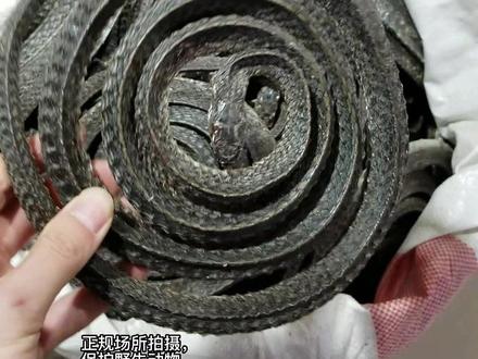 盘一盘中药材市场中的蛇有多少种。#传承中医中药文化 #乌梢蛇 #眼镜蛇 #蕲蛇干 #白花蛇