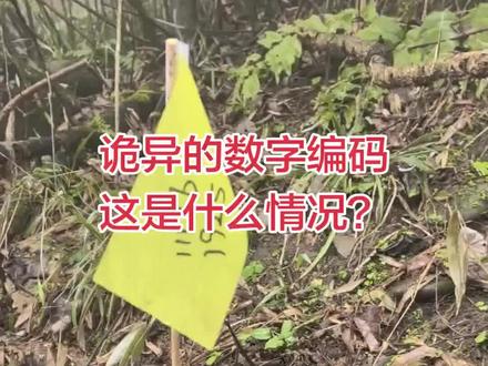 赵公山 密林深处发现诡异的数字编码,小土堆上面插着小旗子,小土堆上面还有奇怪的纸屑,你知道是什么情况吗?感觉很奇怪!#赵公山#数字编码#户外#诡异#发现
