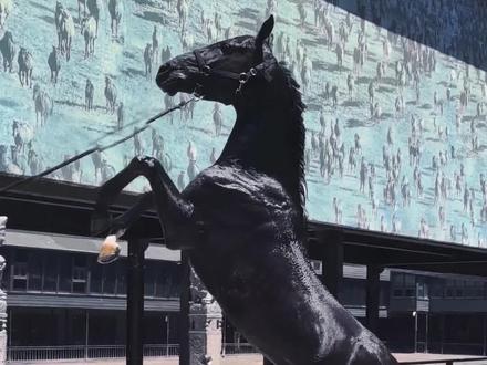 价值百万的汗血马出浴图~#汗血宝马#马#马术#动物#新疆