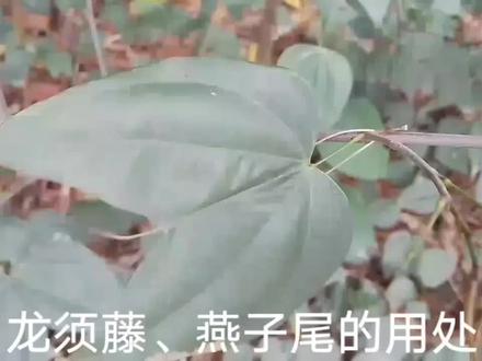 龙须藤、燕子尾的用处 #中草药 #野生植物 #中药本草 #药用植物 #野生草药 #野生药材
