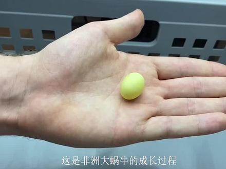 这是世界上最大的蜗牛 #动物 #奇妙的动物 #爬宠