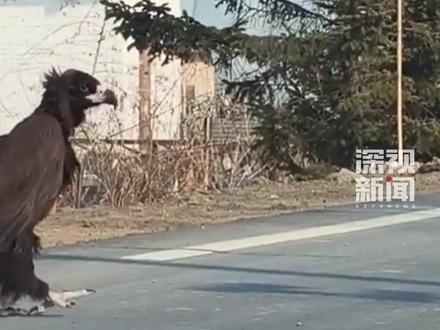 近日 ,有网友发布视频称,一只“巨鸟”现身吉林珲春敬信镇悠闲地横穿马路,因体型庞大引起不少网友关注。#座山雕 #秃鹫 #野生动物 (编辑:璐瑶 馥榕)