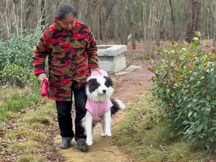 《变形计》17:把魔丸边牧给农村丈母娘改造,大姨妈第二天! #边牧受害者联盟 #养狗人的崩溃瞬间 #狗是狗边牧是边牧 #狗狗生理期 #萝卜纸巾