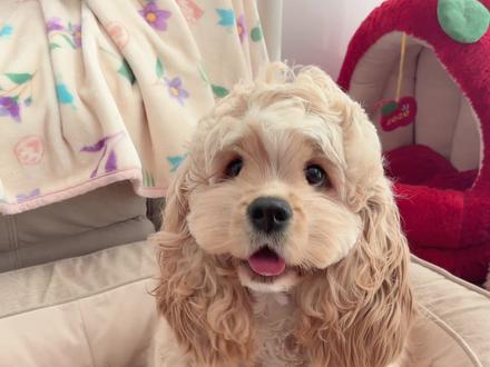 养到一只审美在线的小斗是什么体验? #萌宠日常记录 #萌宠出道的计划 #宠物穿搭 #美国可卡 #迪士尼小狗