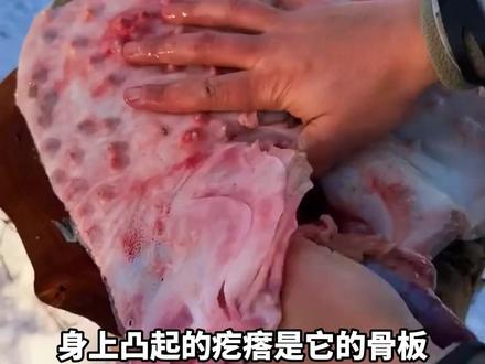 分享10种鱼,你都认识几种呢?#鱼 #生病的鱼#保护野生动物 #多宝鱼