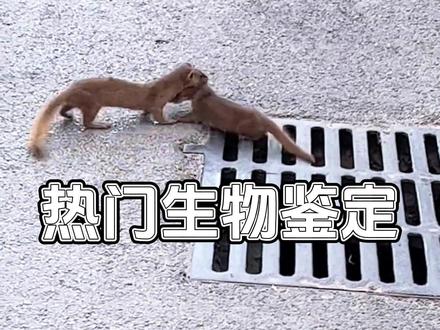 网络热门生物鉴定 #神奇的动物在抖音