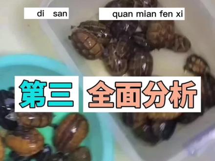 果核龟价格走势全面分析#人工合法养殖 #养龟日常 #人工繁殖