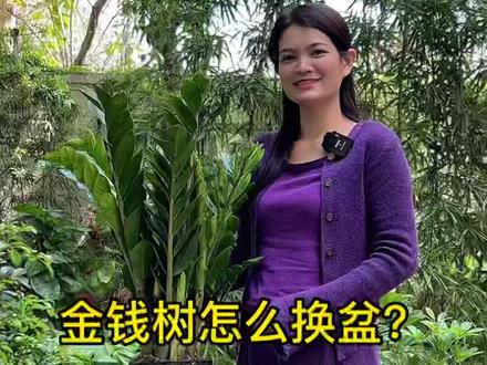 关于金钱树怎么换盆? #金钱树 #金钱树养护 #金钱树养殖方法 #金钱树怎么换盆 #金钱树怎么养才能长得快又茂盛