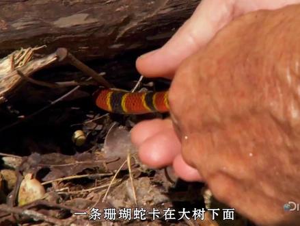 一条珊瑚蛇被卡住了,好心的奥斯汀帮它拔了出来#蛇 #原创作品 #纪录片解说