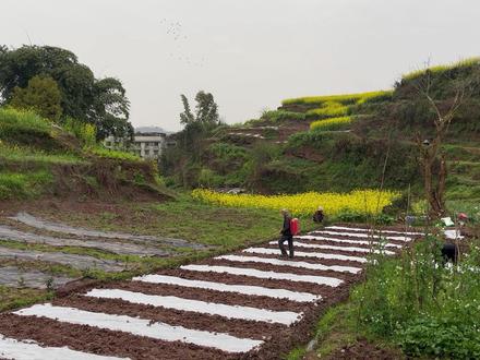 改良土壤的两个方法:翻土和堆肥 #我的小菜园 #农场日记
