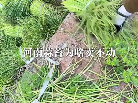 蒜苔为啥卖不动了?真相颠覆认知! #蒜苔 #河南蒜苔 #商业 #经济 #财经