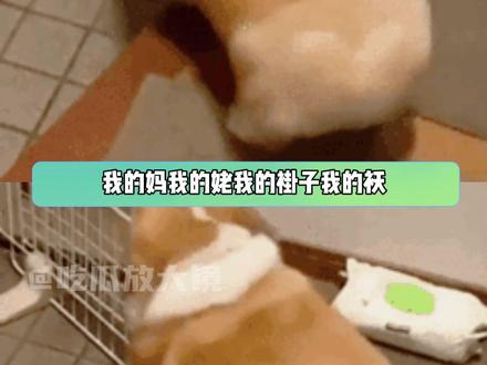 质疑什么也不能质疑MOVA的眼光啊#颜霸 #高级松弛感 #龙马之姿