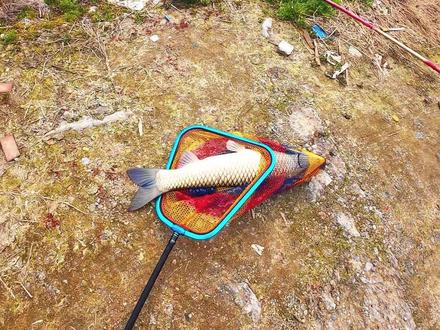 春季温度不到二十度,草鱼已经开口,钓友们抓紧搞起来 #创威非凡大师二代全能鱼竿 #钓鱼 #钓草鱼窝料 #钓鱼经验分享 #钓鱼的乐趣只有钓鱼人懂