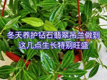 冬天养护钻石翡翠吊兰做到这几点,生长特别旺盛