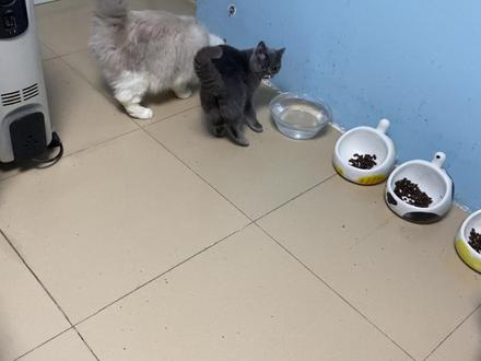 今天去宠物医院,医生悄悄跟我说,你的猫有点像唐氏综合征,我……