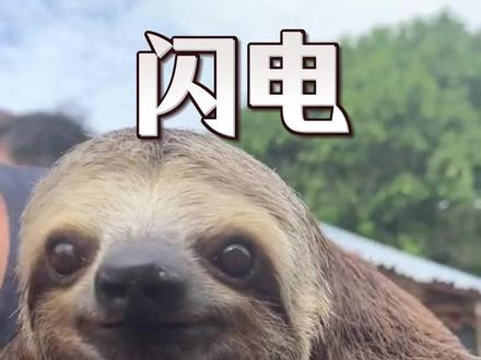 树懒:本闪电就是这速度,快不了一点!#神奇动物在抖音 #动物科普 #树懒 #疯狂动物城闪电