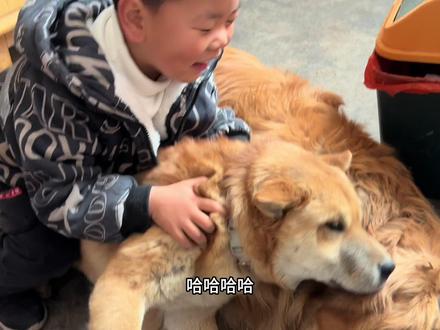 元宝被欺负的愁眉苦脸的#中华田园犬#金毛大暖男#可爱狗狗#抖音生活观察计划#毛孩子